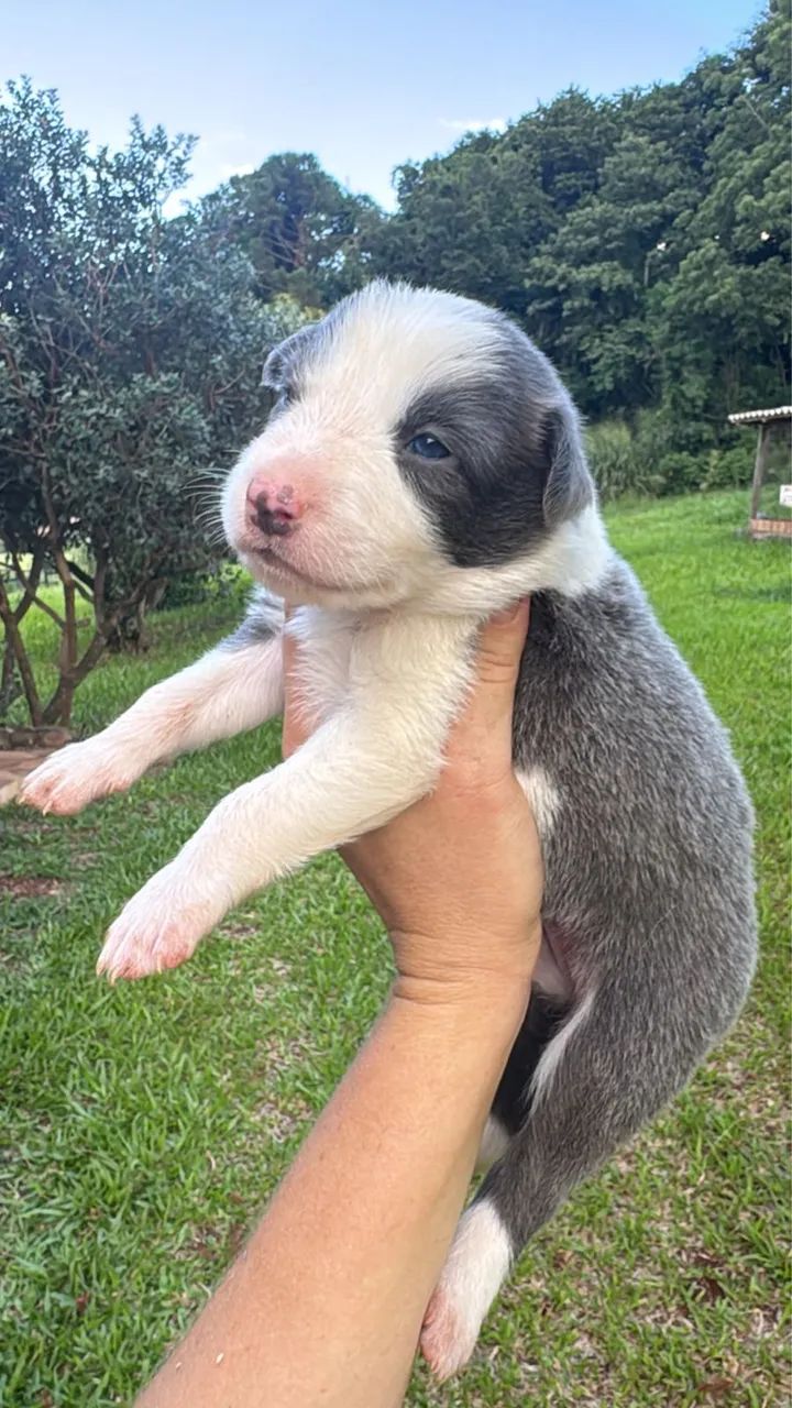 Border collie disponíveis - Foto 3