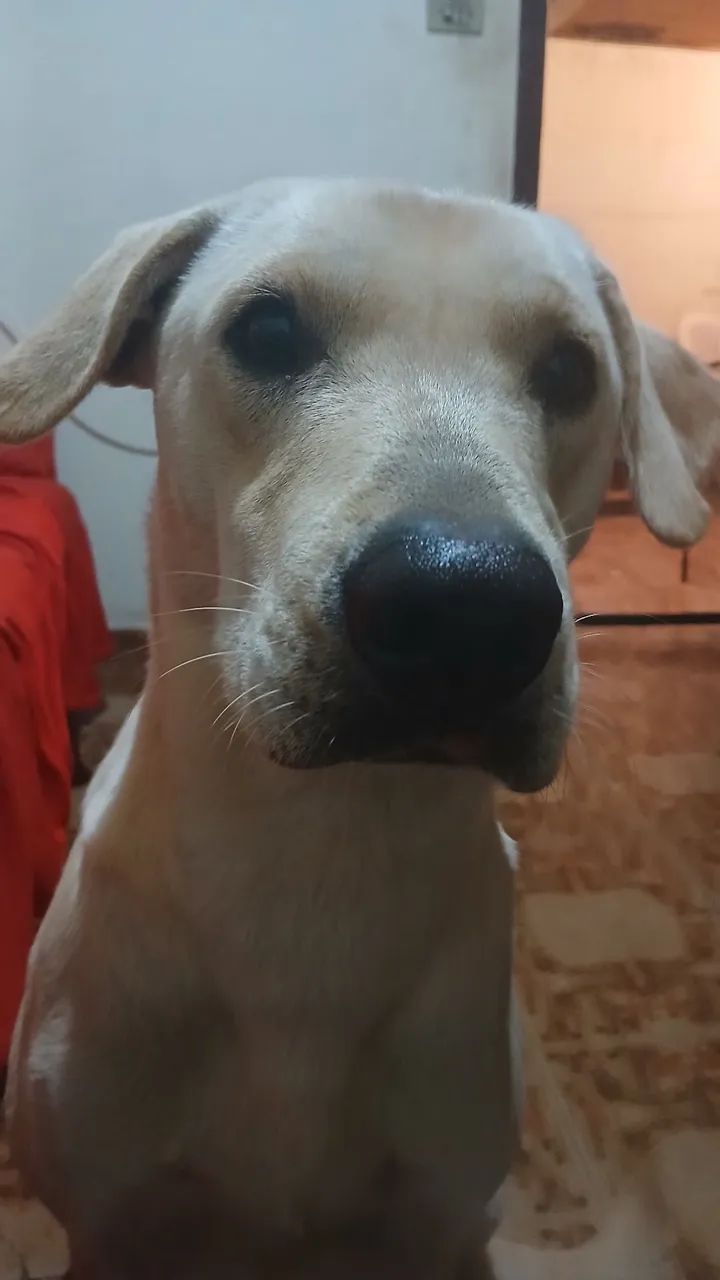 Doação cachorro macho  - Foto 4