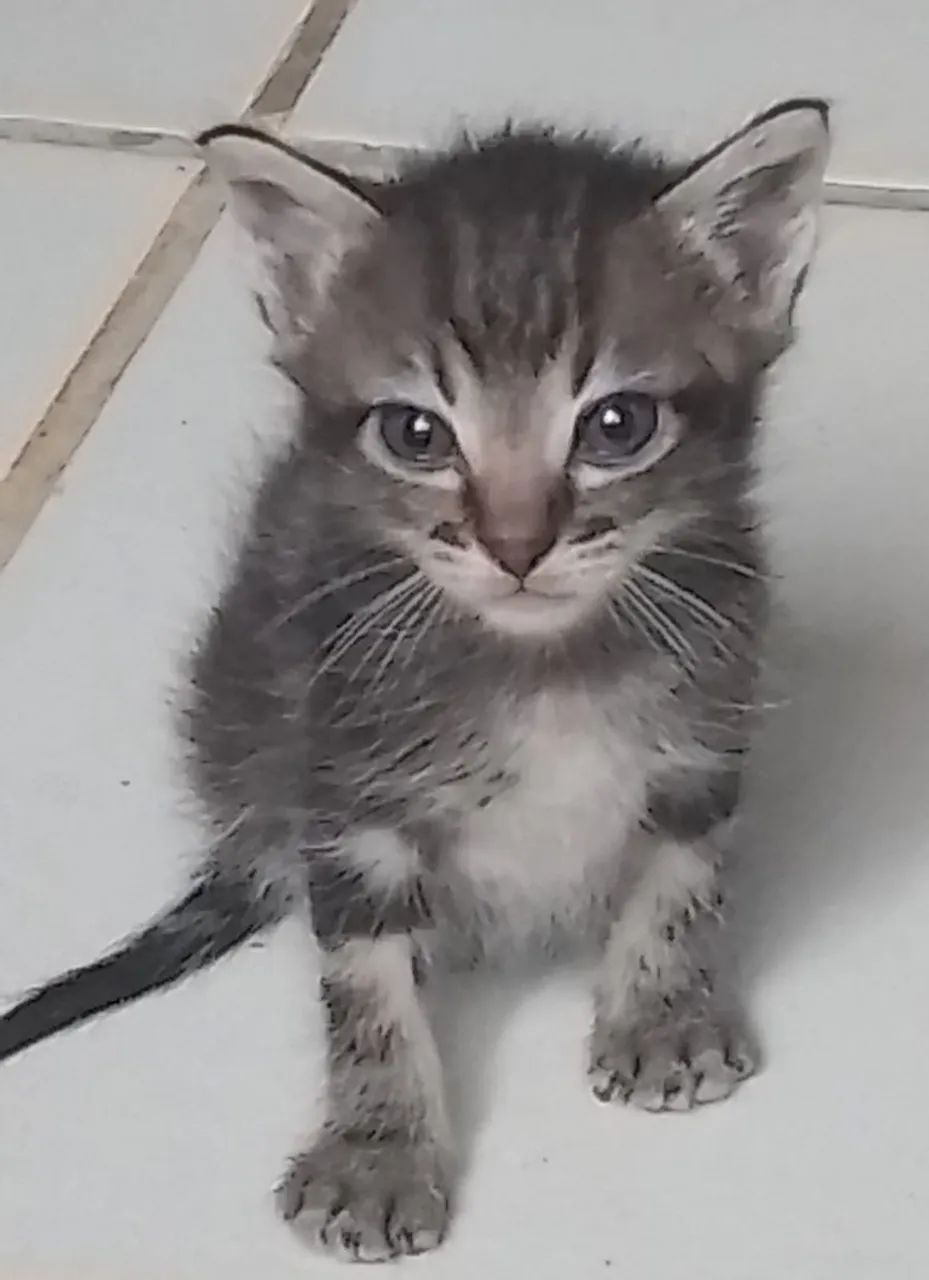 Gatinho macho pra doação  - Foto 3