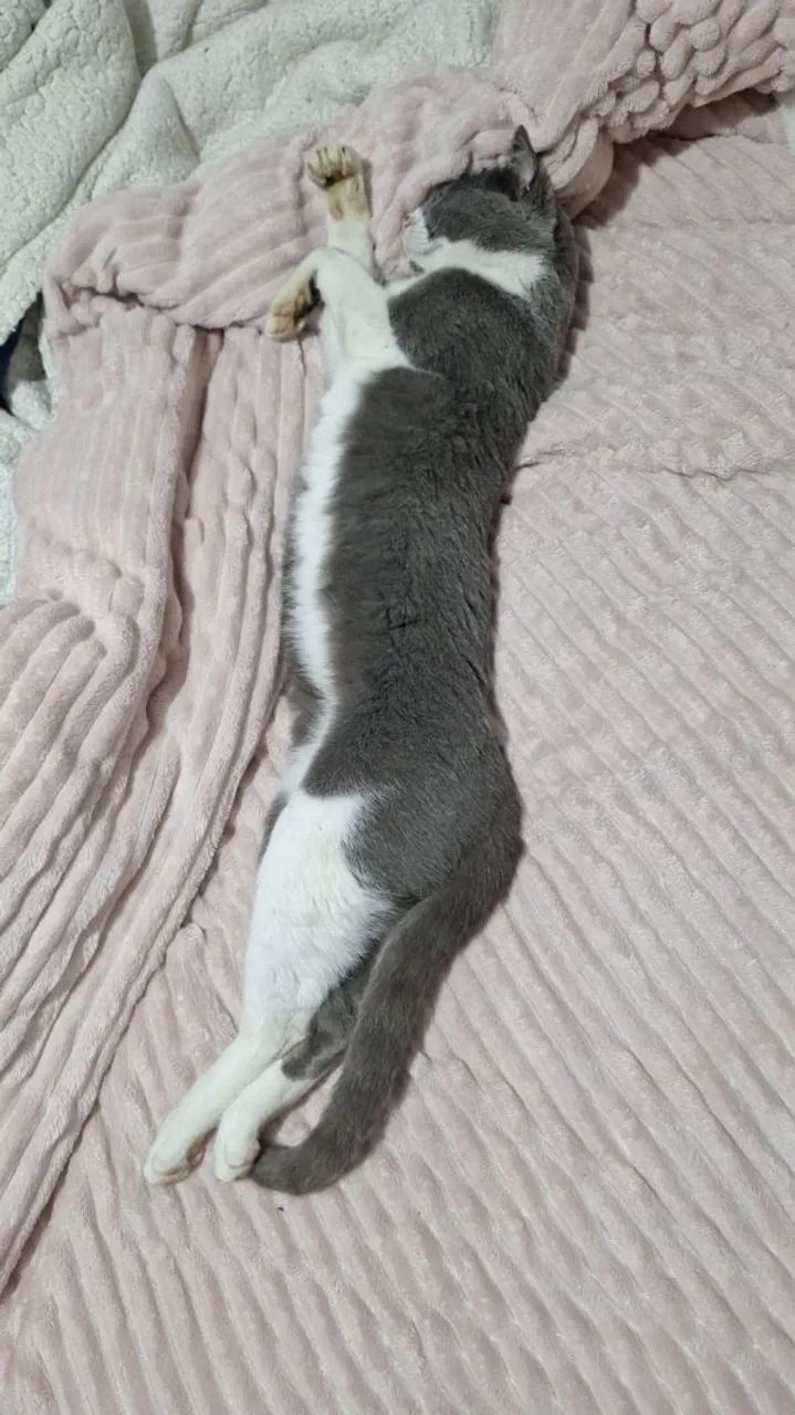 Gatinhos castrados e vacinados 