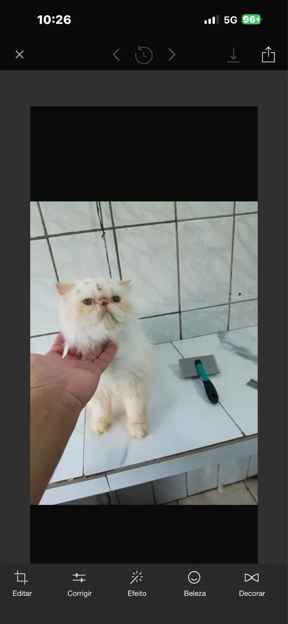 GATA PERSA HIMALAIA VASCINADA SOU DE FERRAZ ZL 