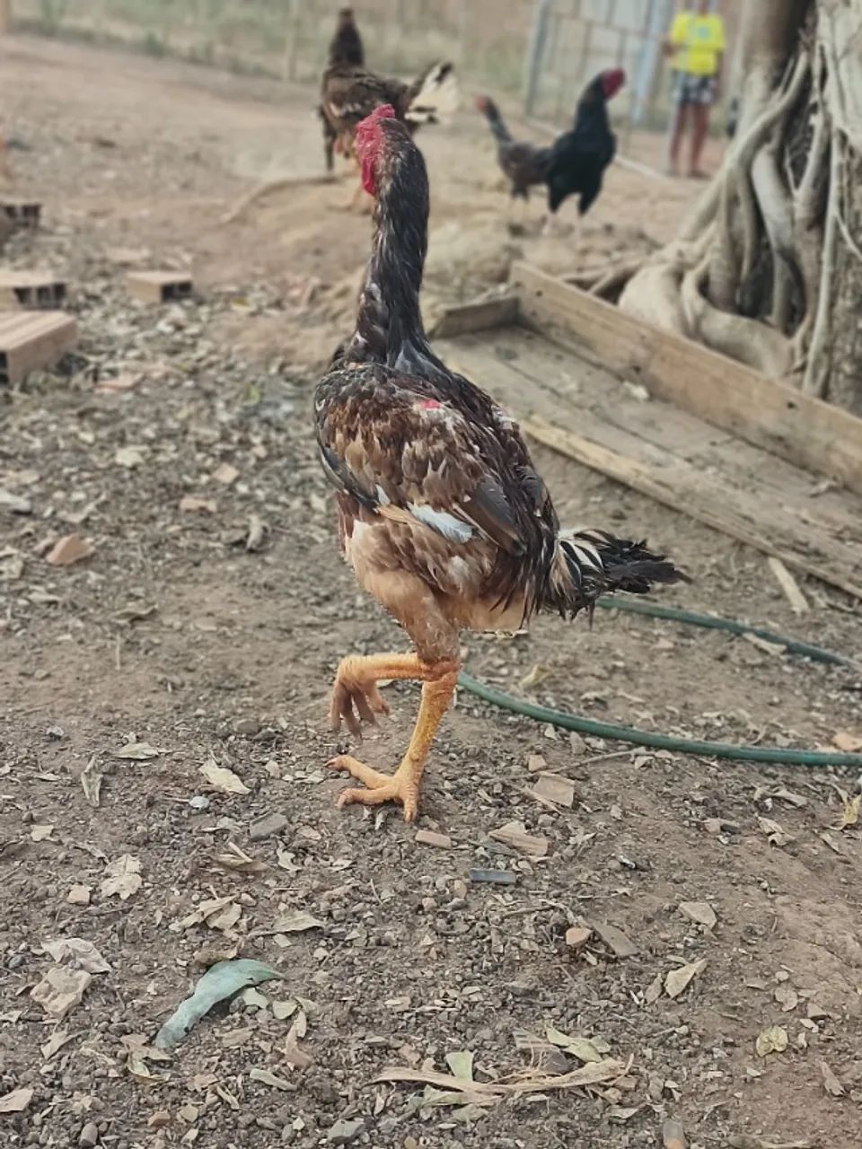 Frango índio gigante crista ervilha  - Foto 2