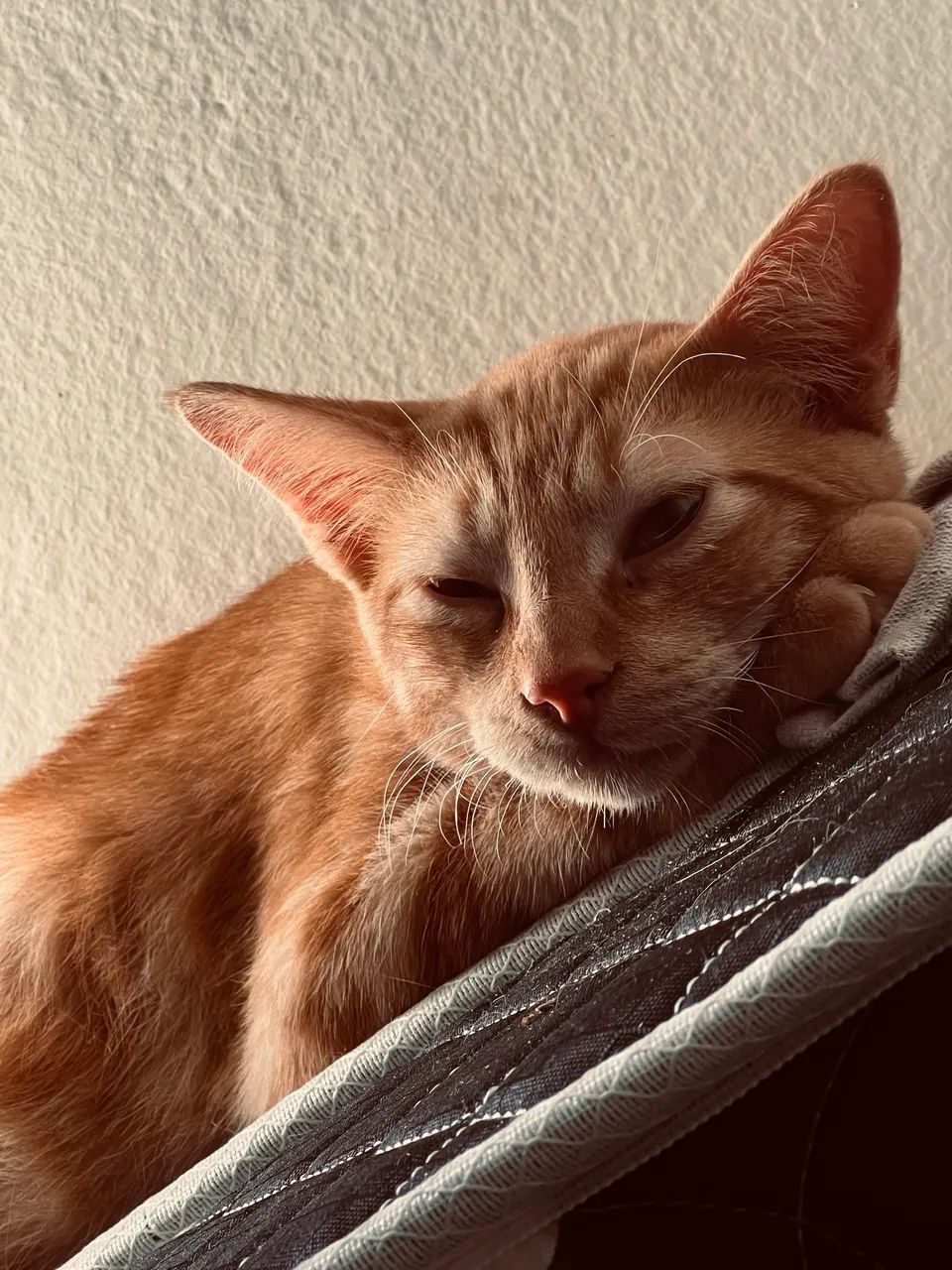Doação gato - Foto 2