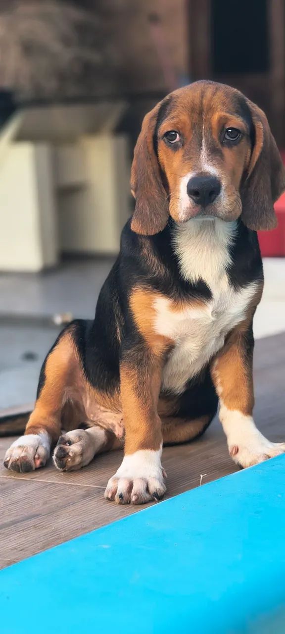 Vendo Filhotes de Beagle - Foto 4