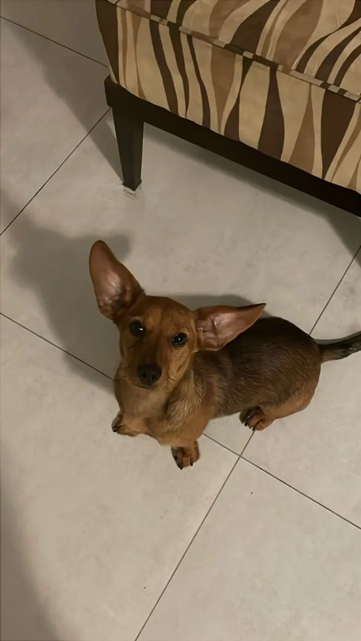Adoção responsável  - Foto 4