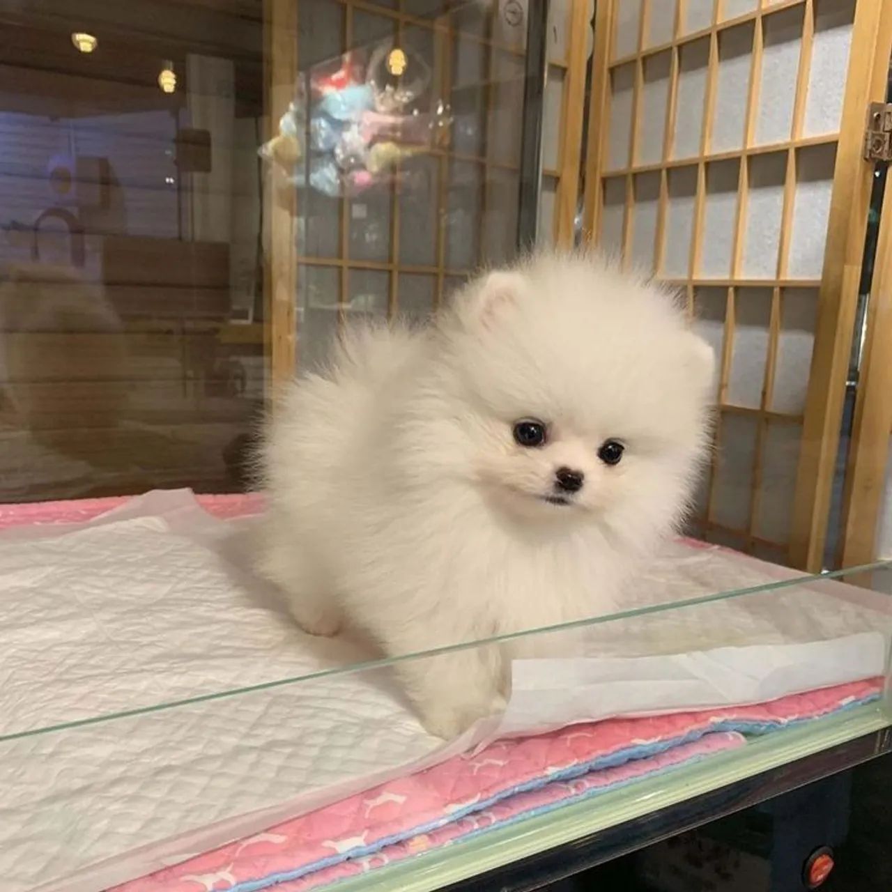 Spitz alemão filhote algodão 