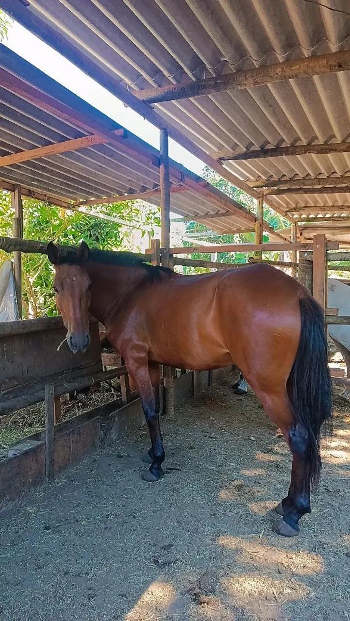 Égua castanha - Foto 2