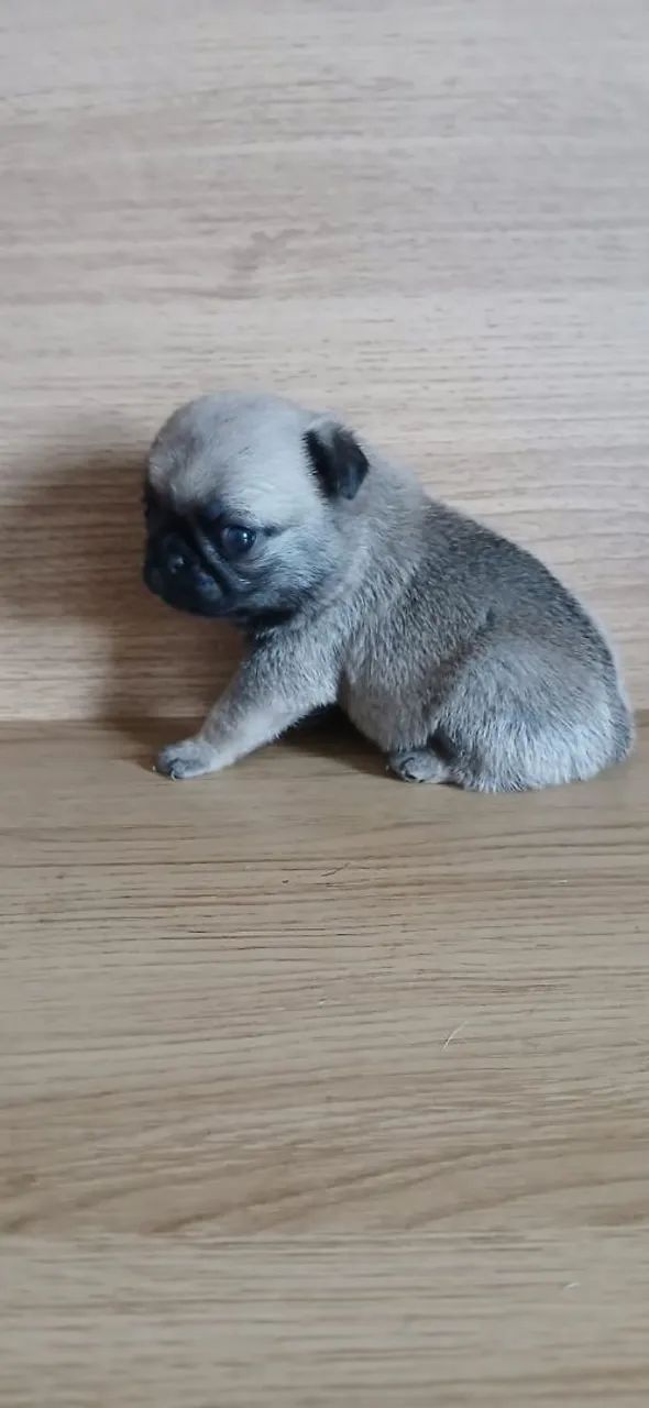 PUG - Foto 2