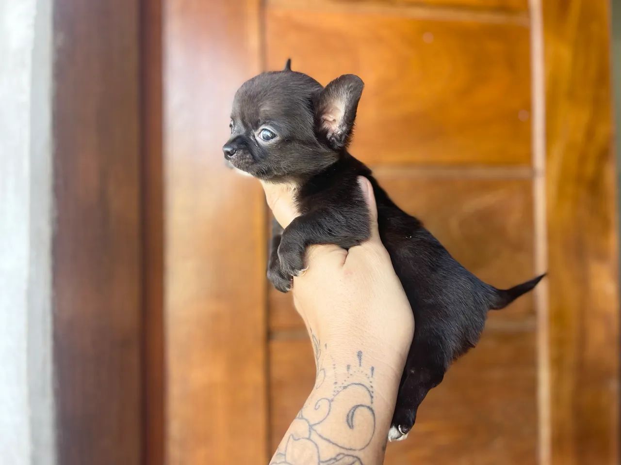 Mini Chihuahua macho com pedigree - Foto 2