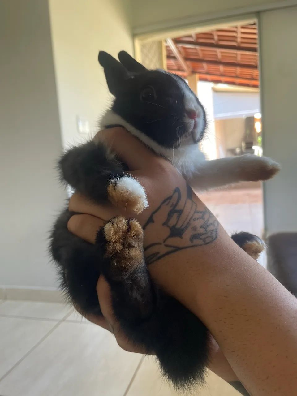 Mini Coelhos - Foto 3
