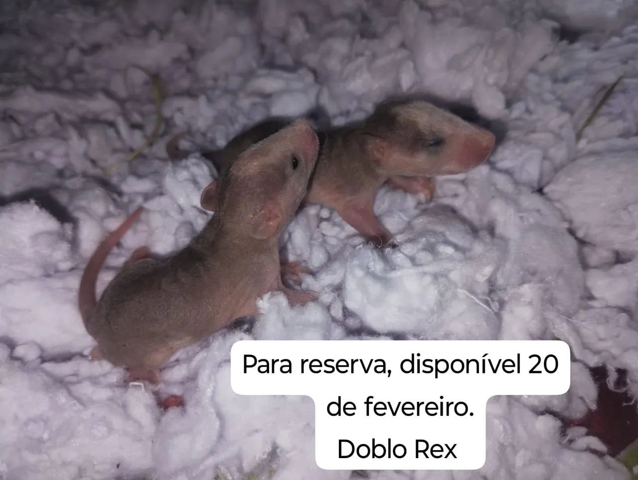 Ratos Twister para pet.  - Foto 4