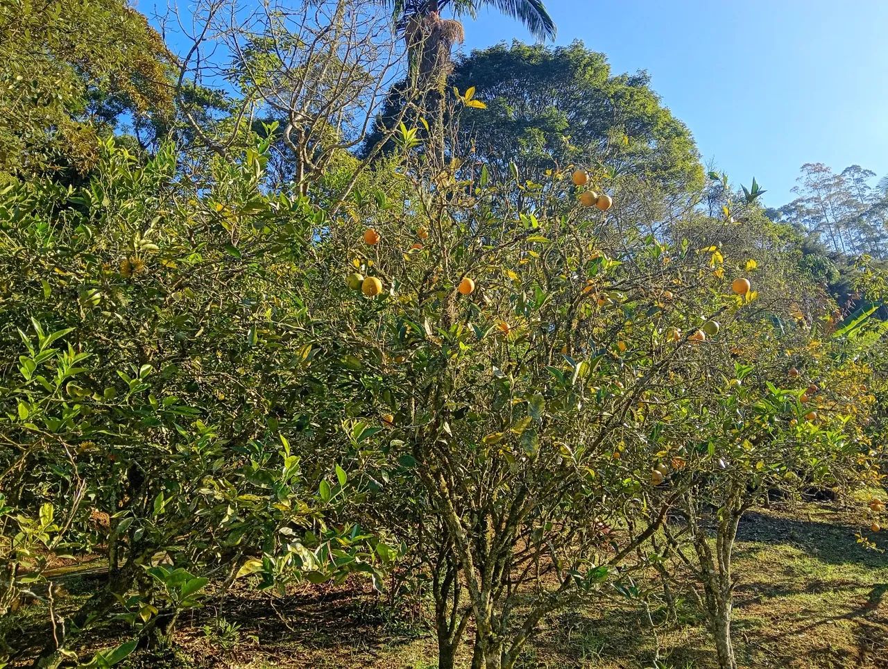 Chácaras e sítios a venda  - Foto 14