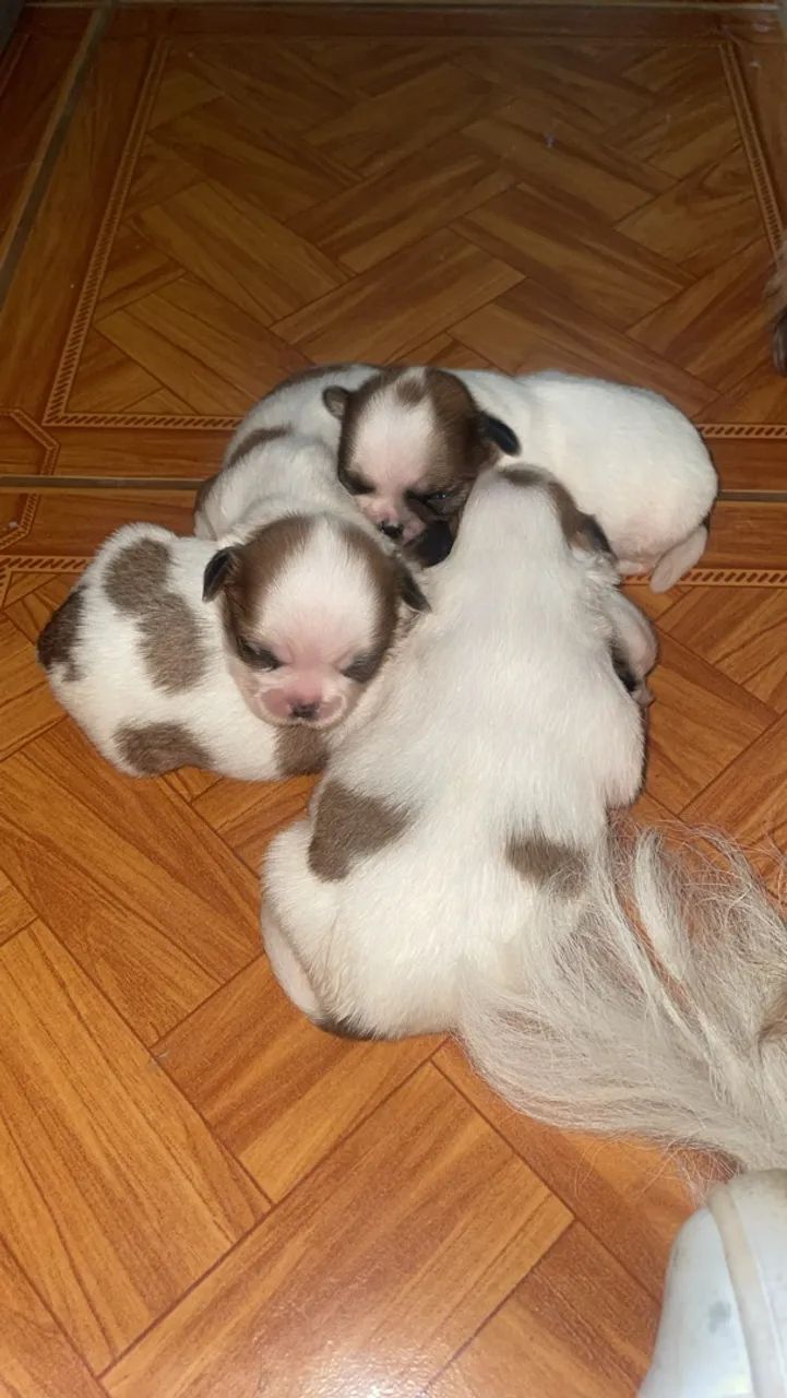 Filhotes de Shitzu  - Foto 2