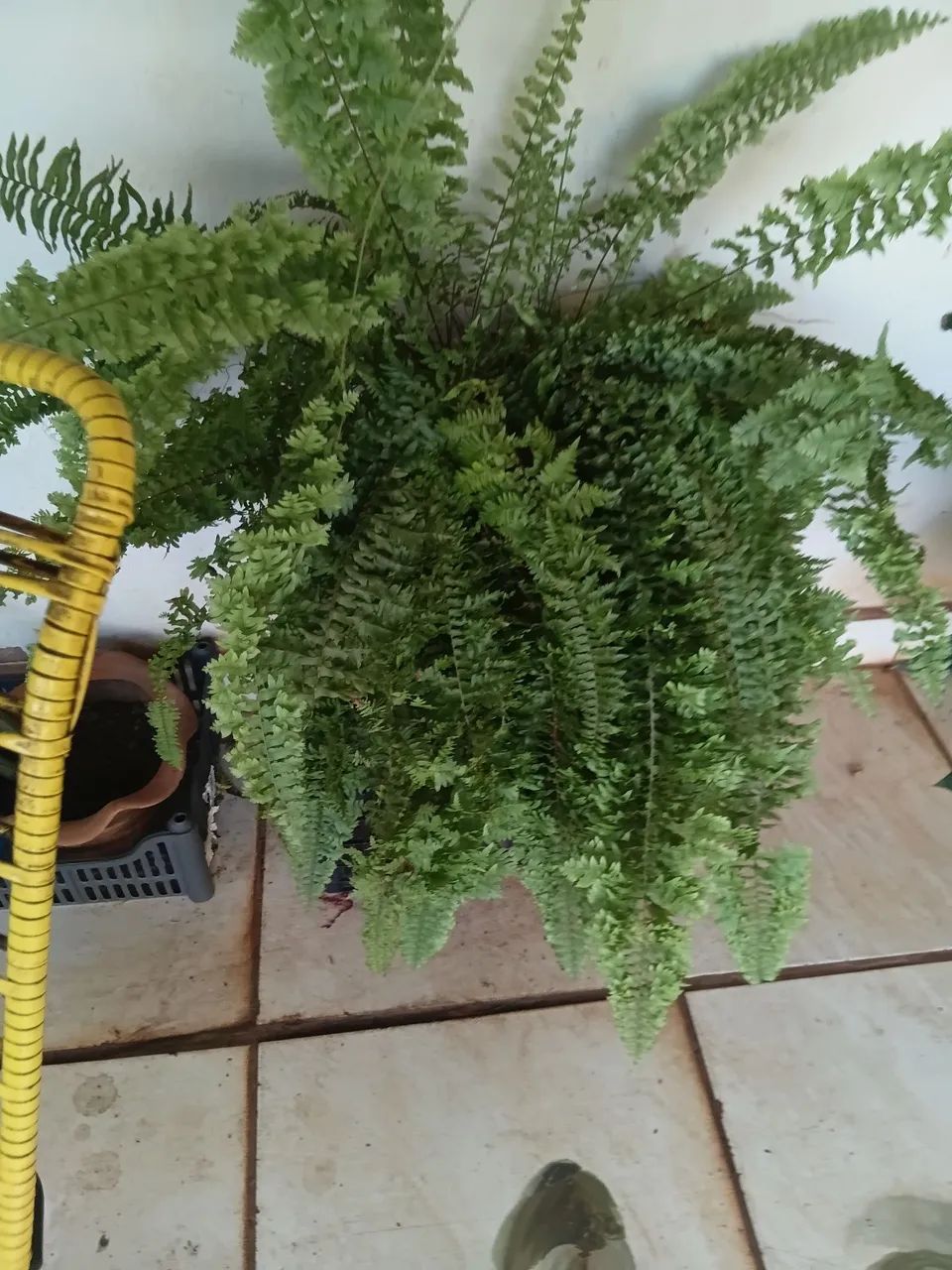 Samambaia 
