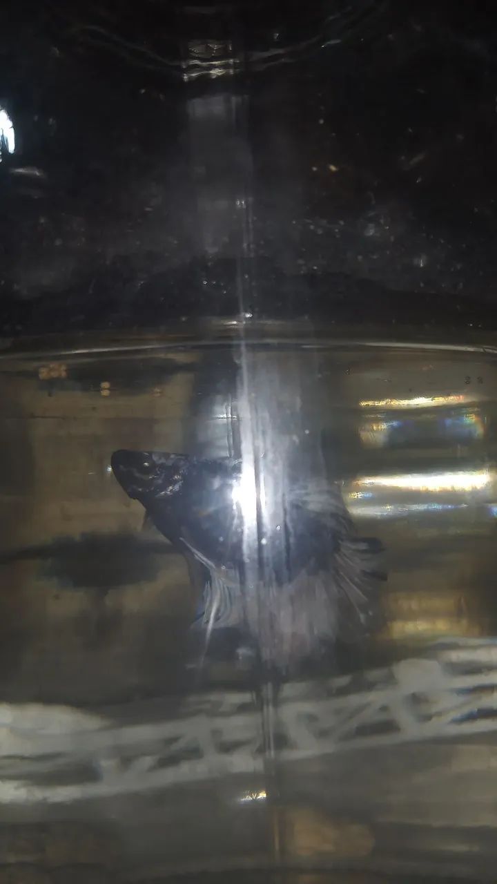 Aquários betta - Foto 5