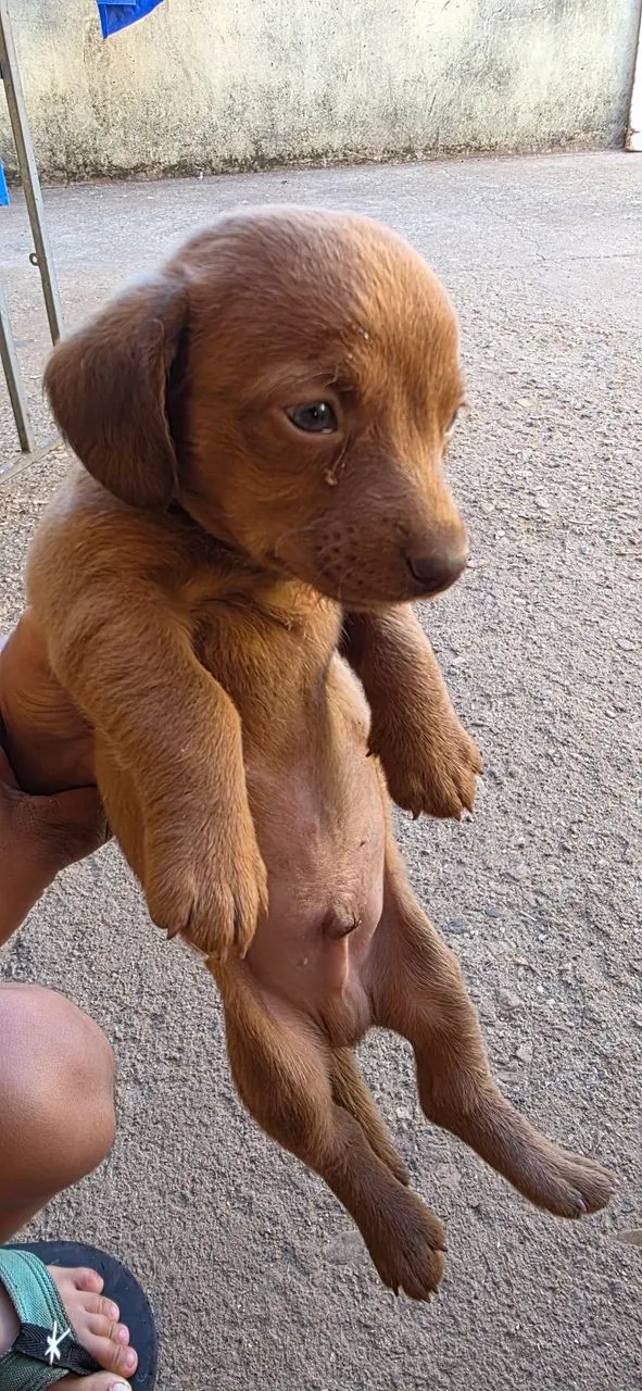 Cachorro salsicha  - Foto 2