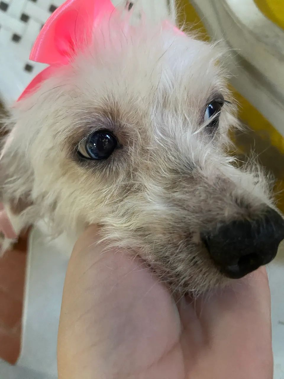 CACHORRINHA PARA DOAÇÃO  - Foto 5