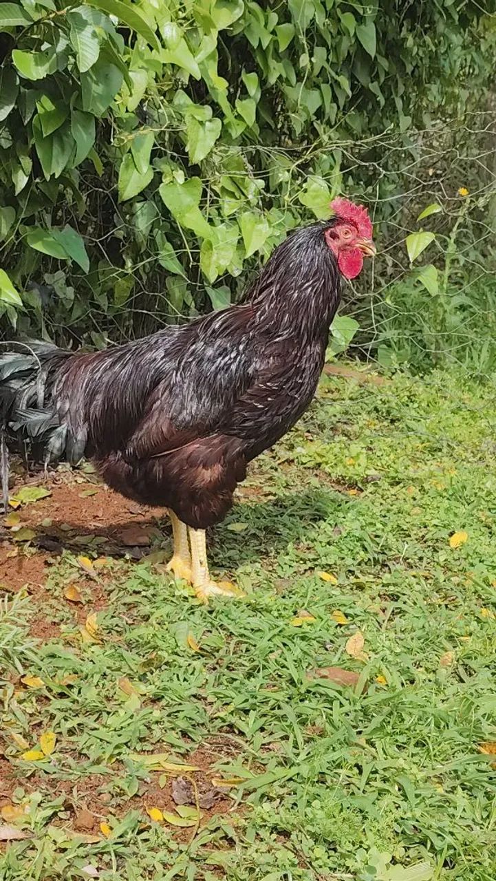 Venda de aves - Foto 5