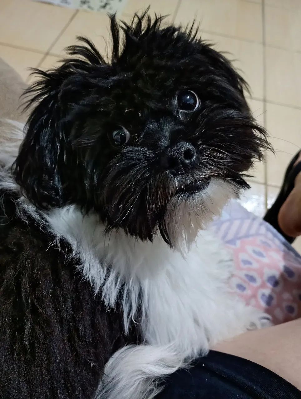 Cachorro dócil 