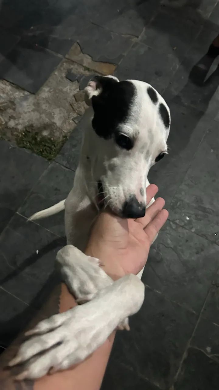 Doação de pet  - Foto 2