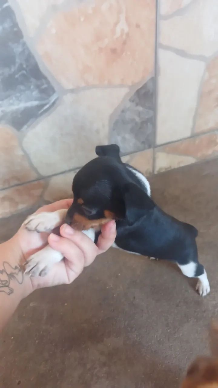 Pincher macho 1  - Foto 2