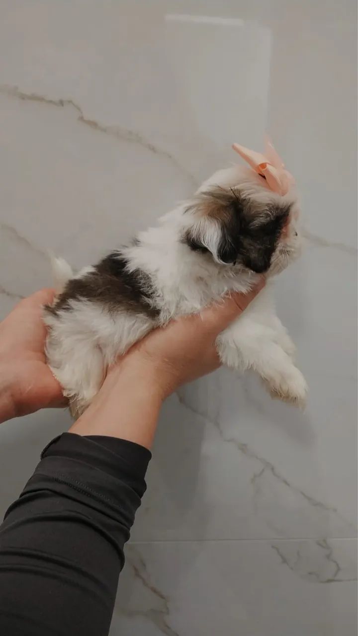 Shitzu Mini