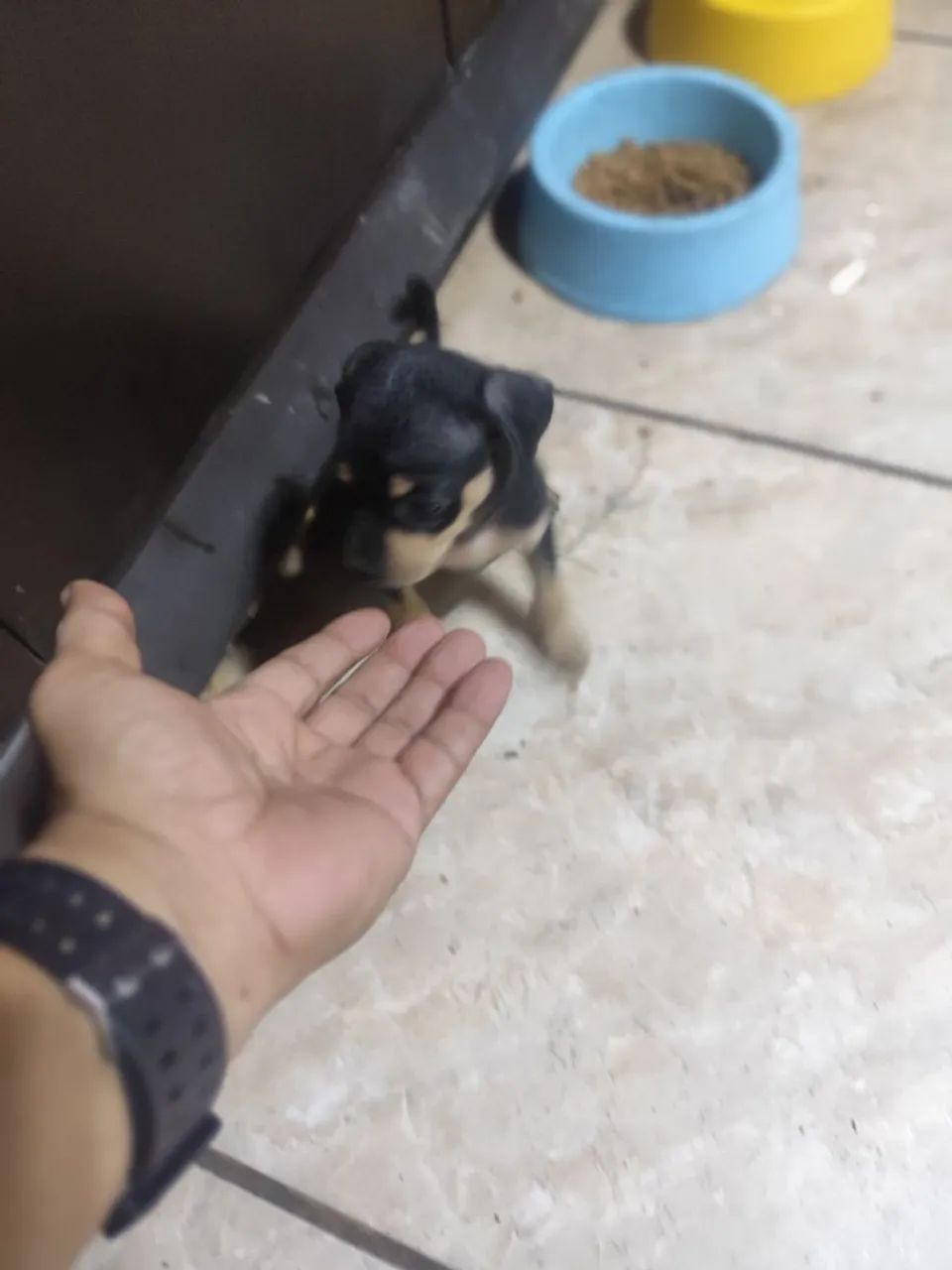 PINSCHER FÊMEA  - Foto 3