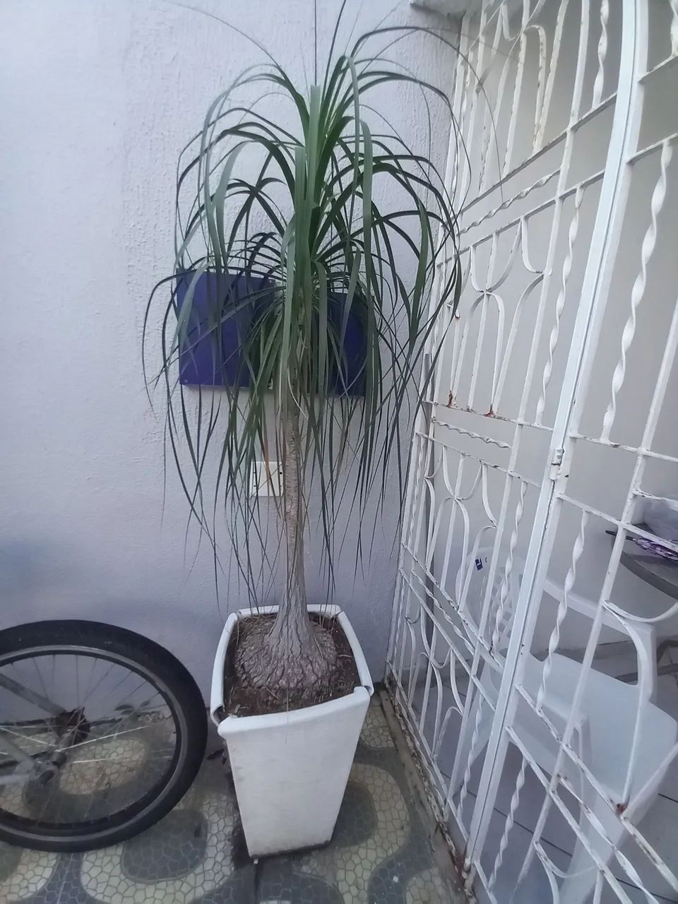 Planta  - Foto 4