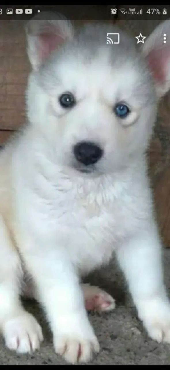 Filhotes de husky siberiano  - Foto 2