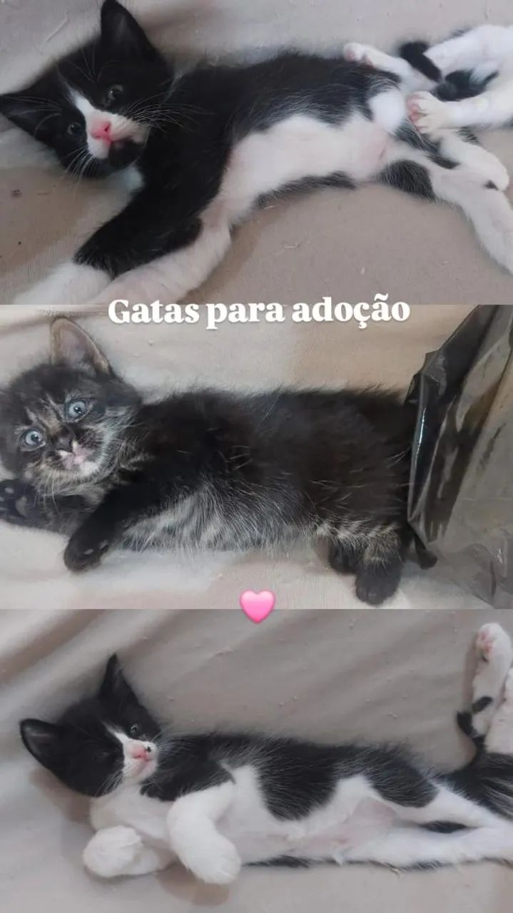 Gatas para adoção - Foto 2