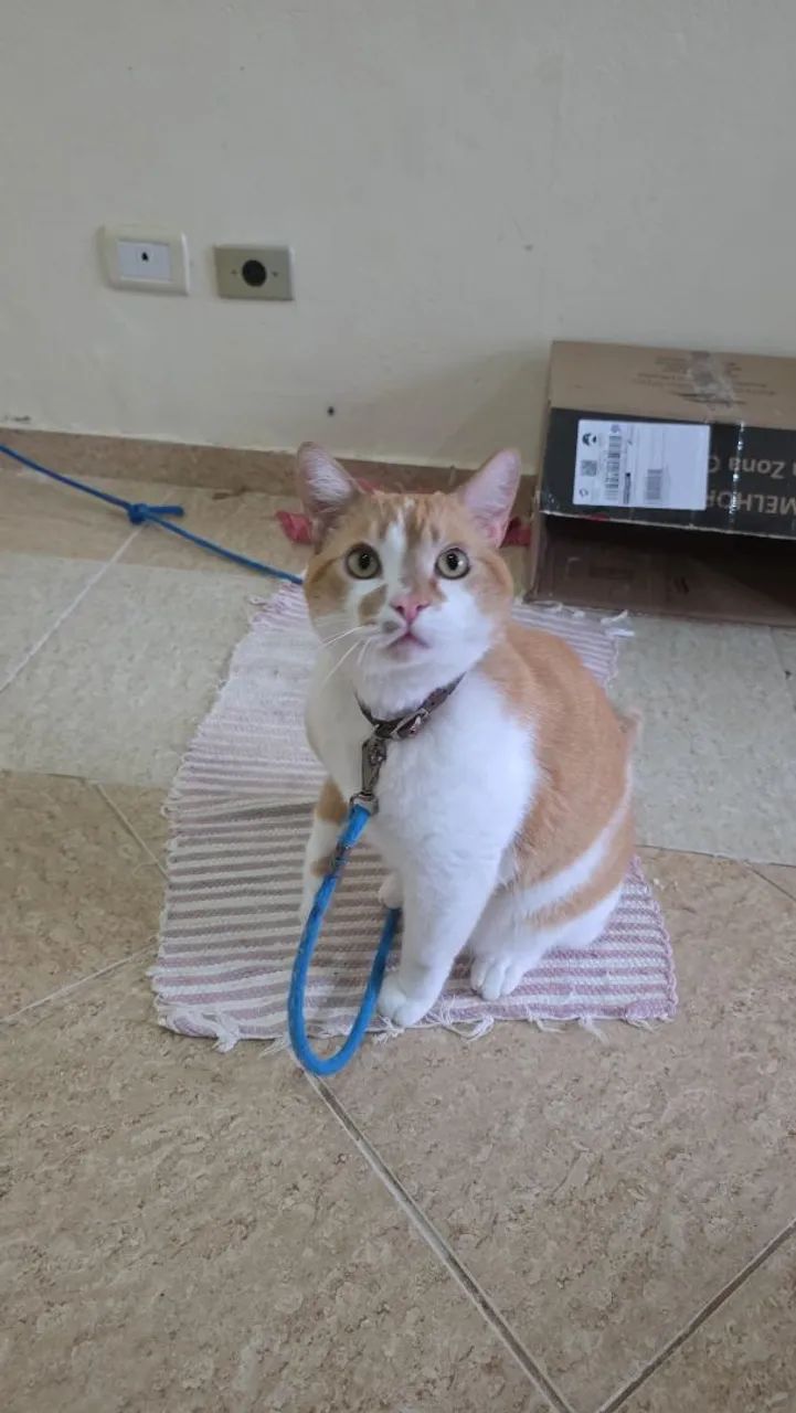 Doação de gato