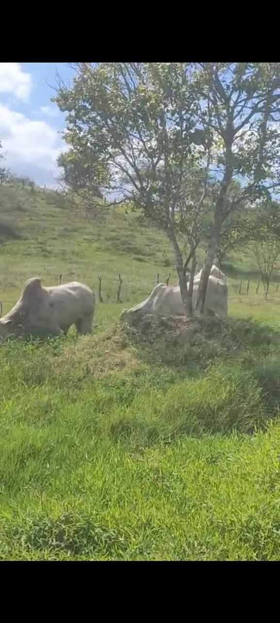 VENDO lote de 7 bois  - Foto 4