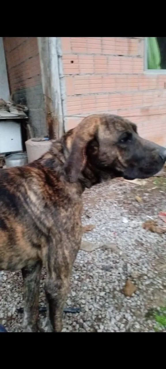 Fila brasileiro
