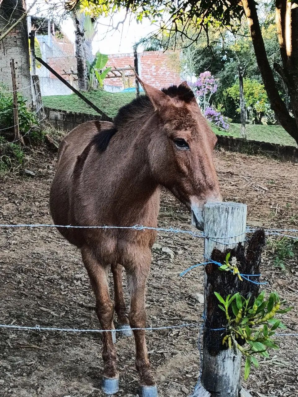 Cavalo/mula - Foto 2