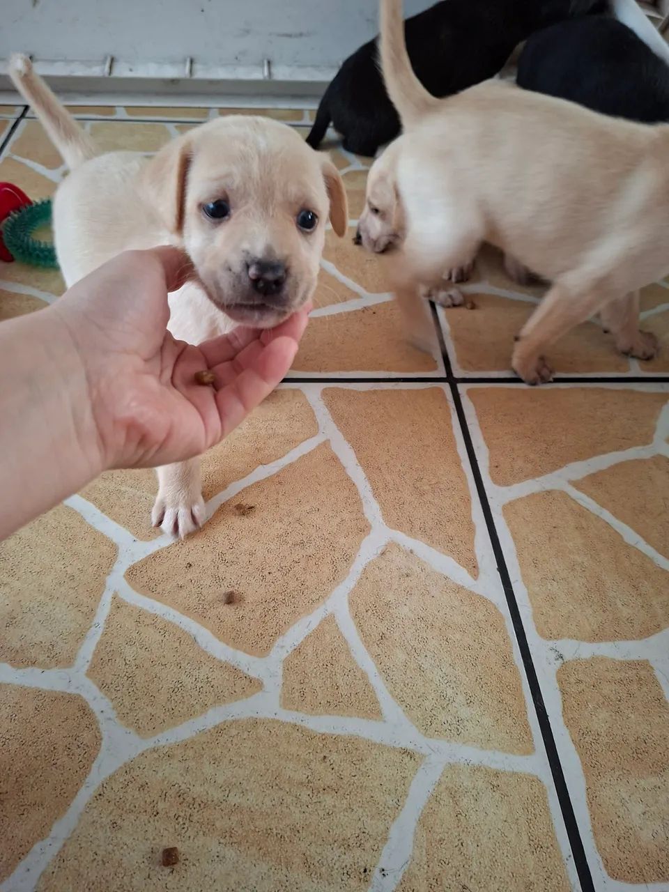 Adoção filhotes - Foto 4