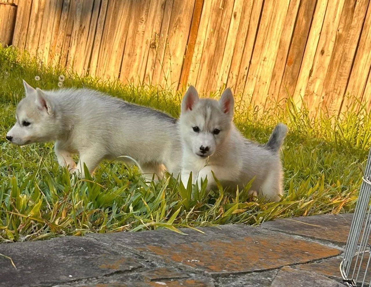 Filhotes de Husky Siberiano - Curitiba e região  - Foto 2