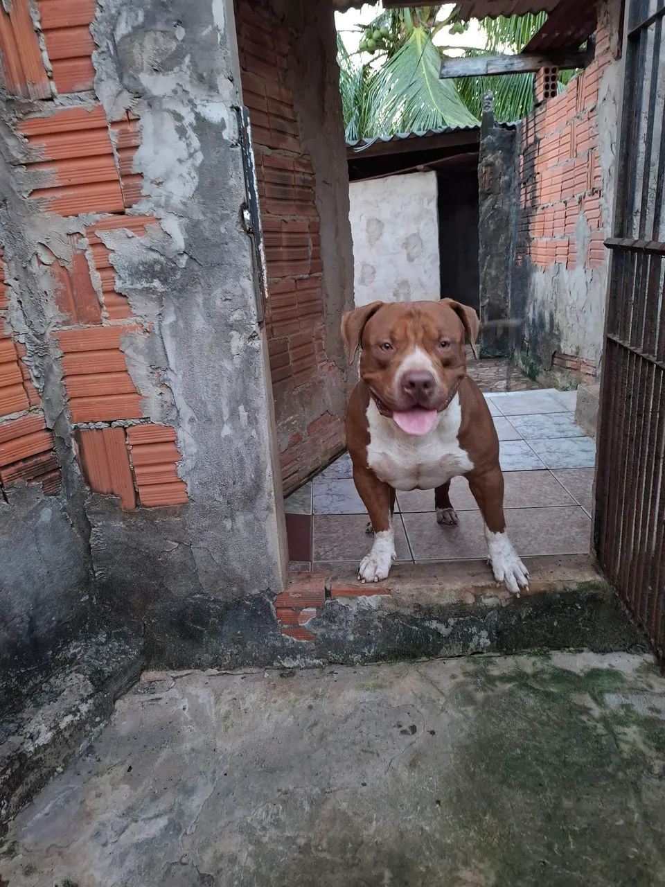  PITMONSTER - Foto 2