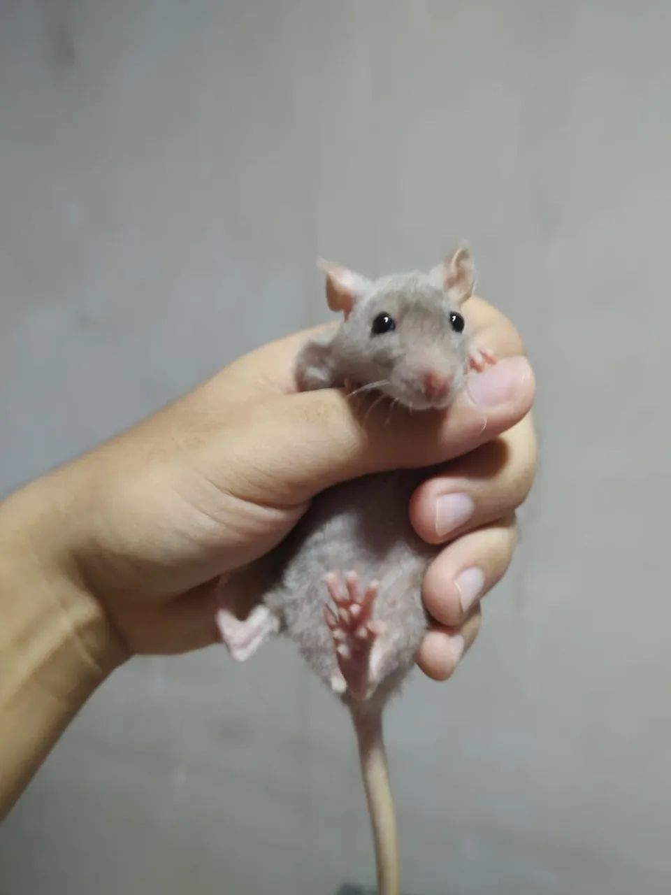 Kit 5 Ratos raça pelados + acessórios  - Foto 4