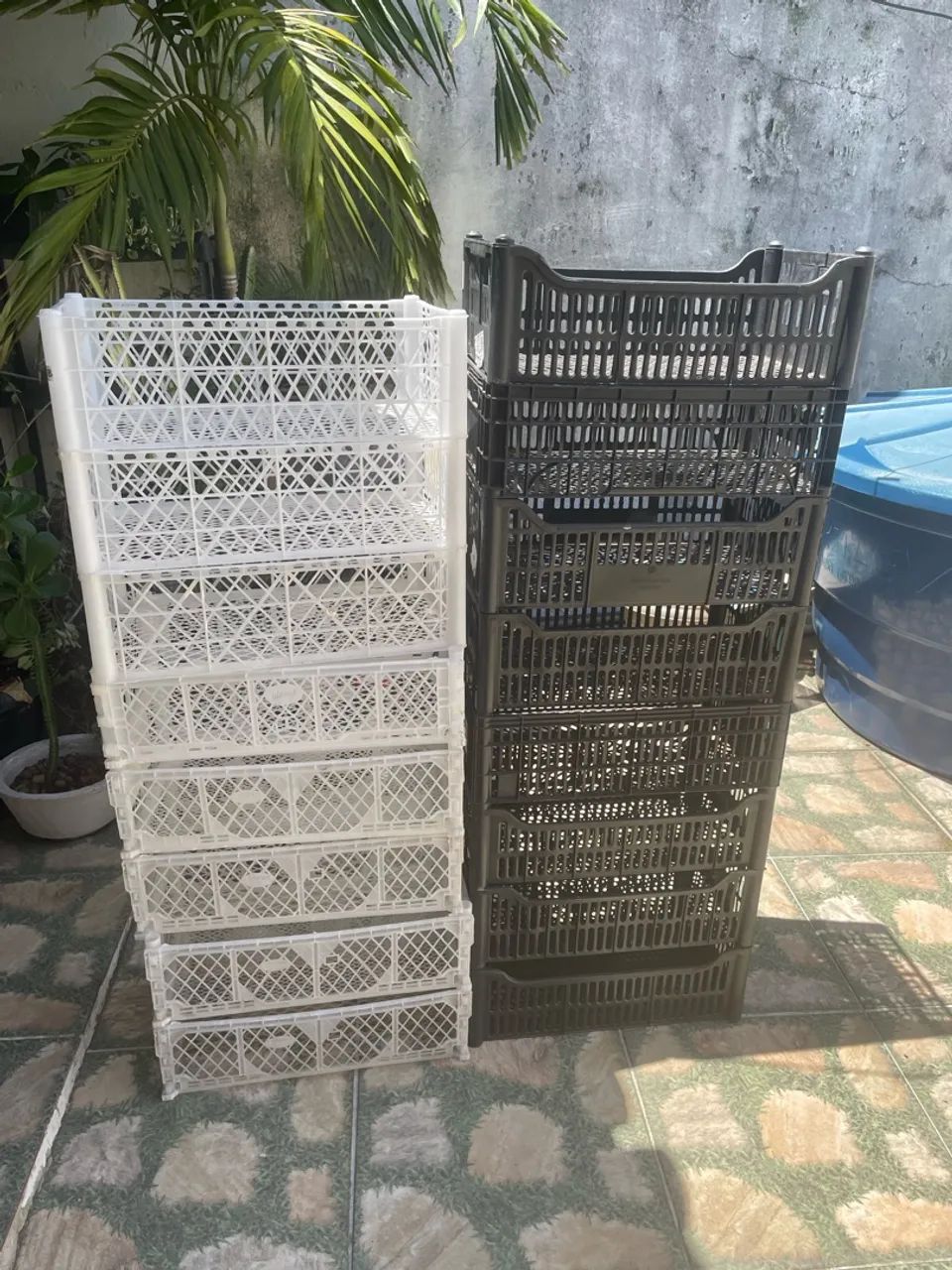 Galeias tamanho médio 