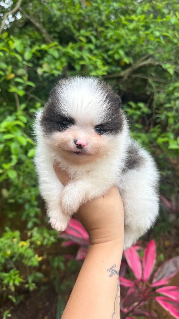 Spitz Alemão Anão Macho  - Foto 3
