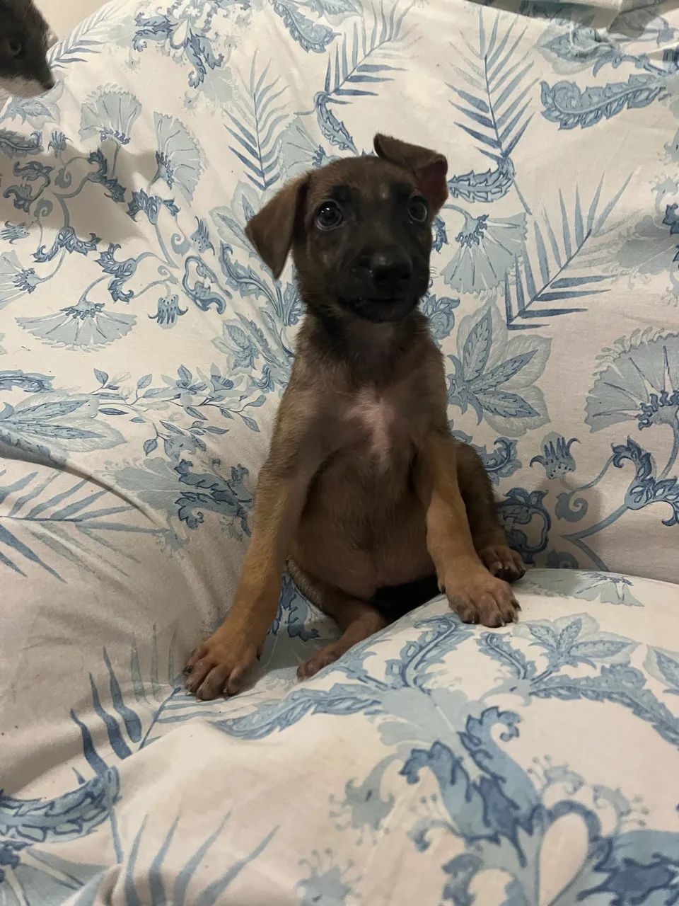Cachorrinha para adoção 