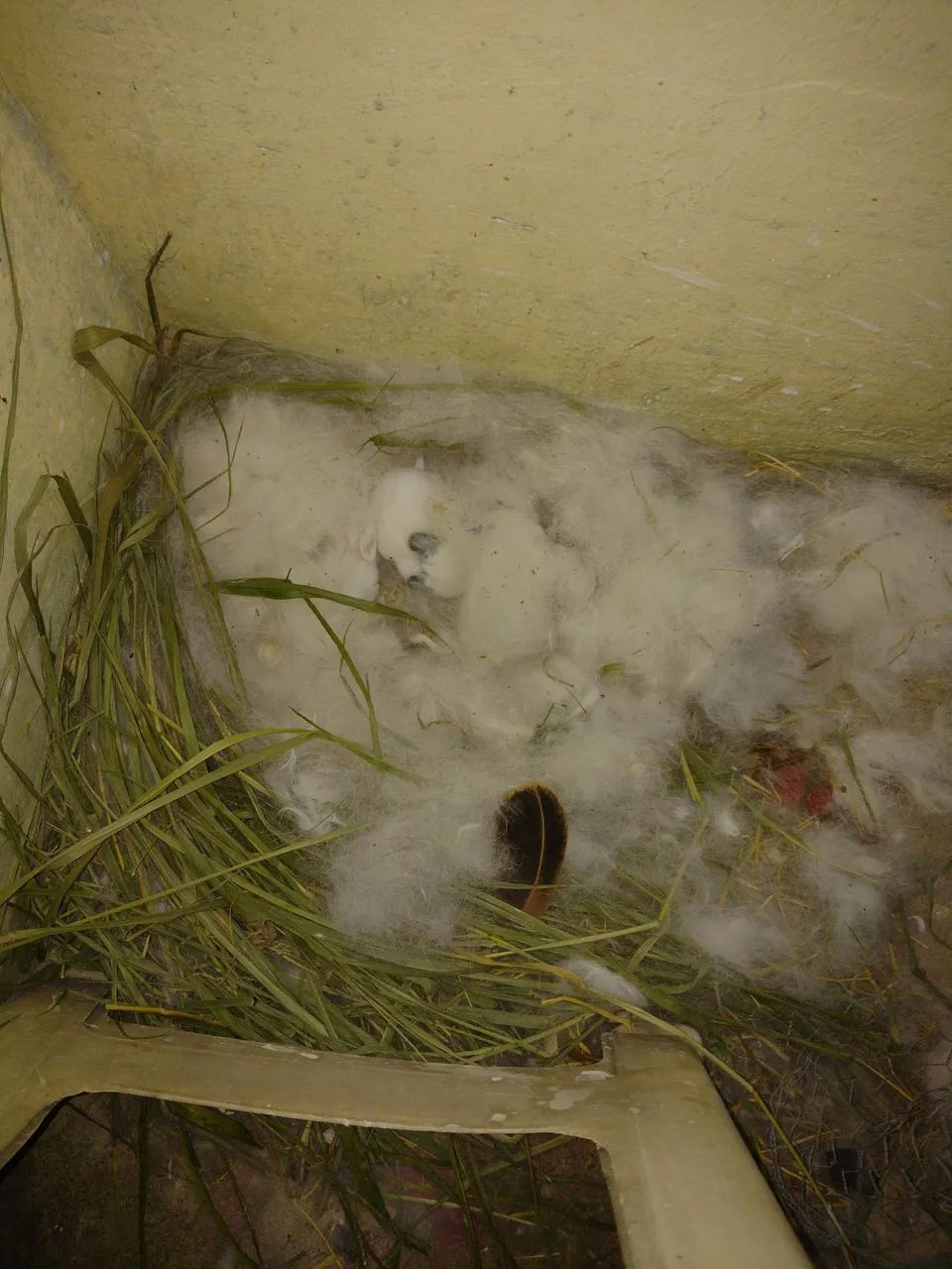 Coelho anão  - Foto 2