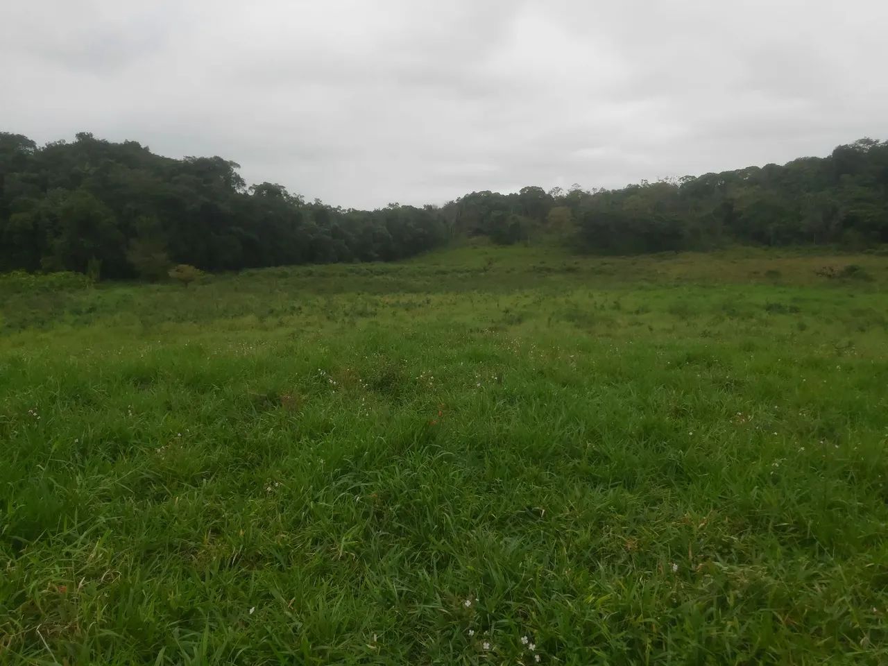 fazenda com 50 hectares  - Foto 4