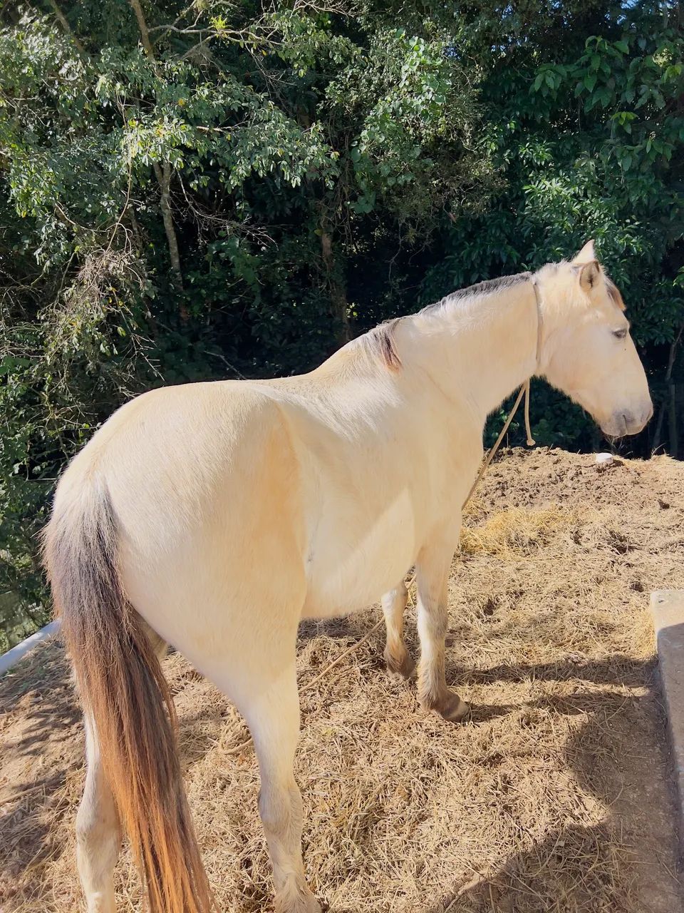 Cavalo baio - Foto 2