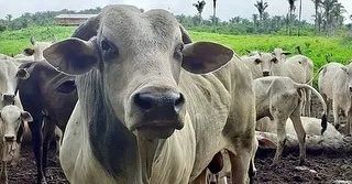 FAZENDA EM CODO