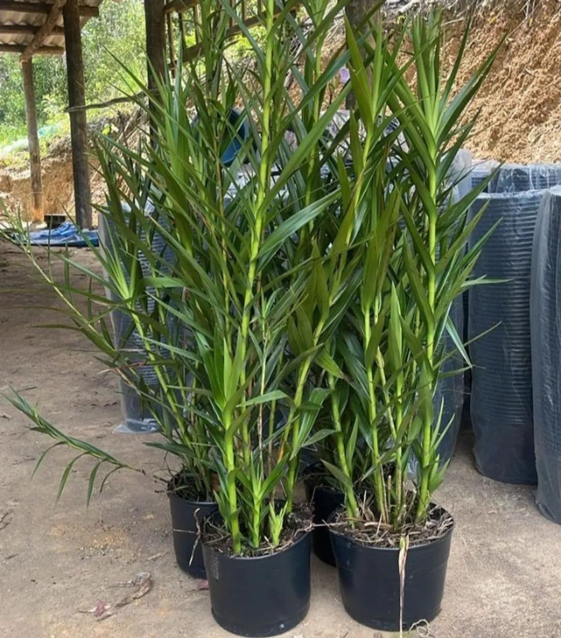 Orquídea bambu 