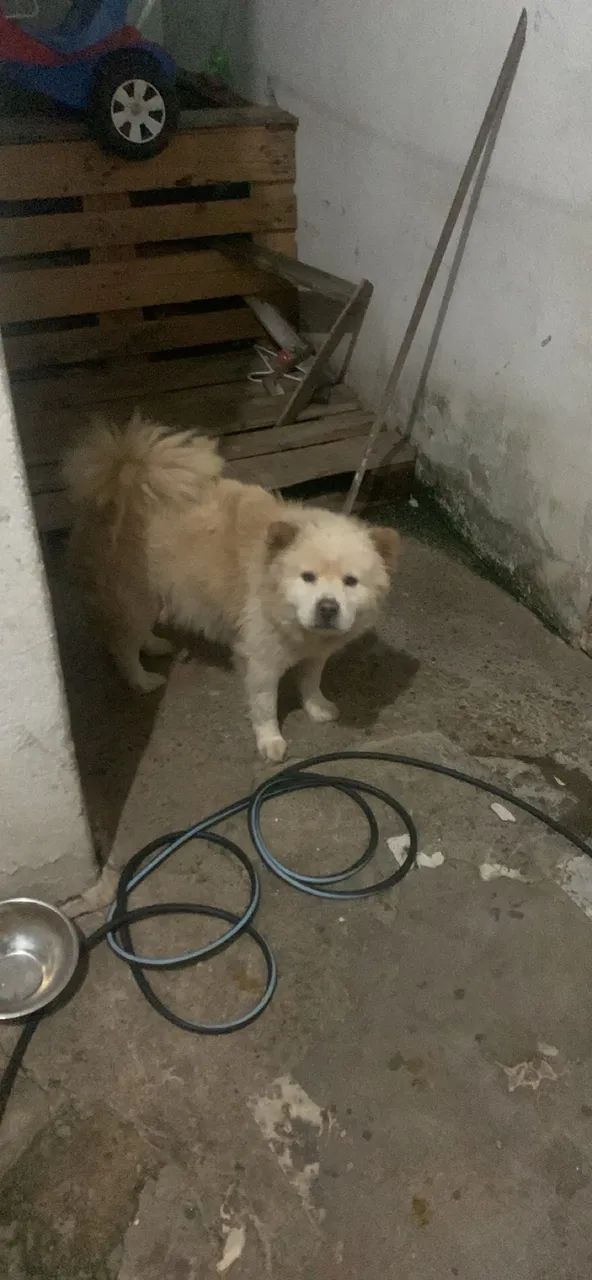 Doa se chow chow mini  - Foto 2