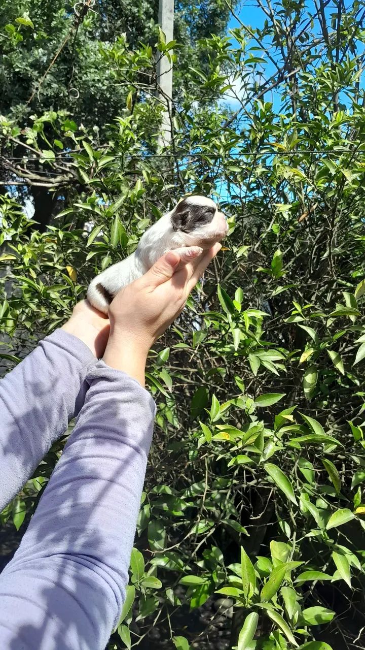 Shihtzu  - Foto 5