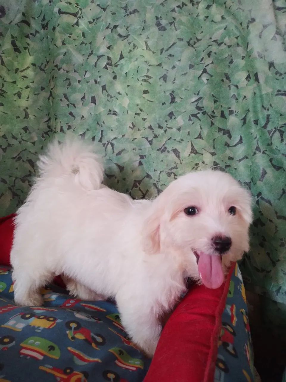 Maltês vacina importada, pedigree  - Foto 5