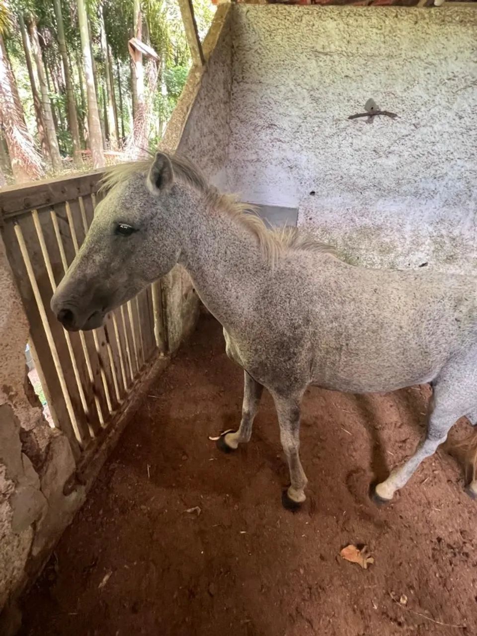 VENDO ÉGUA - Foto 4